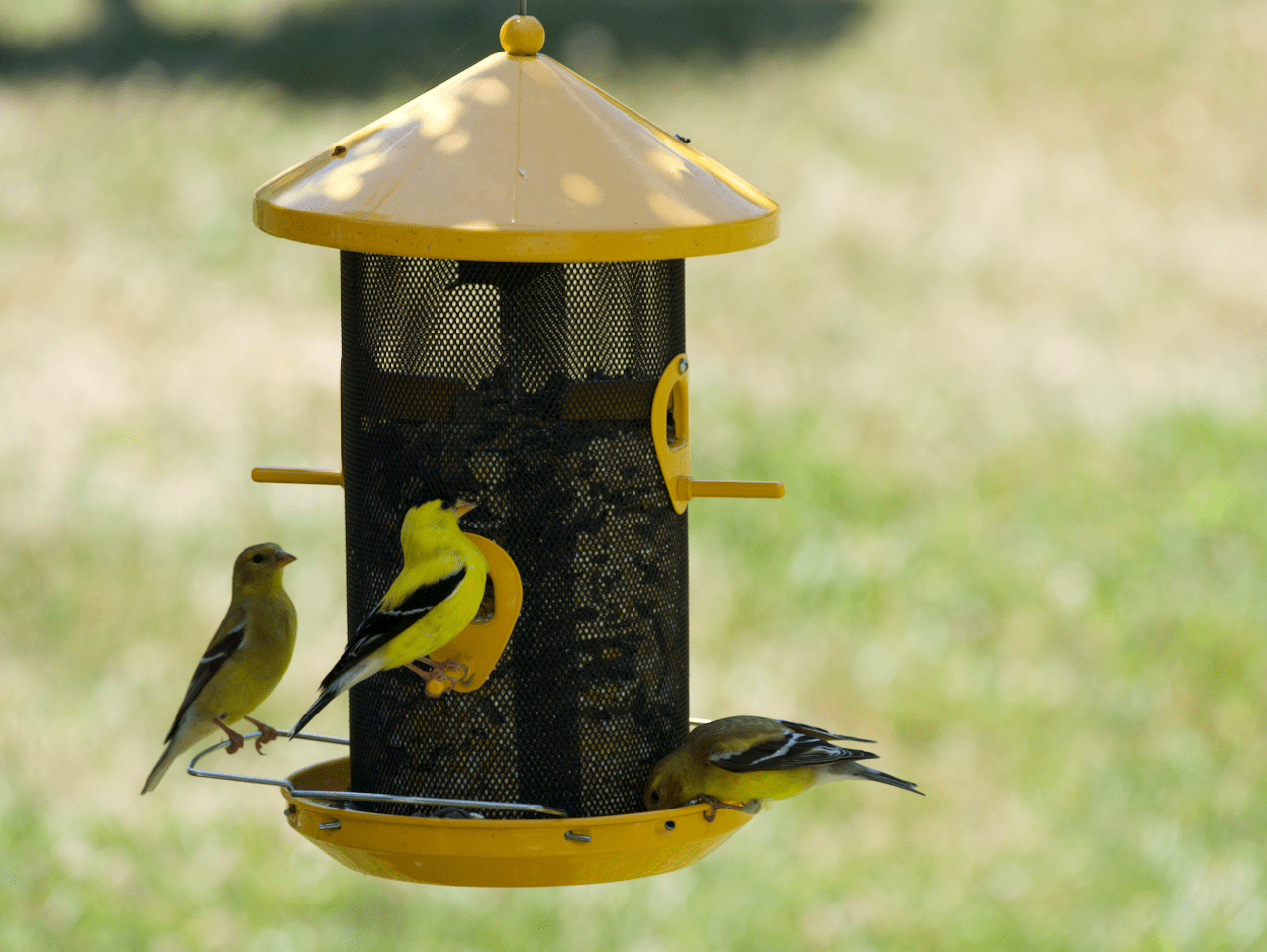 Three American Goldfinches rest at the feeder outside my window